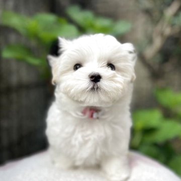 マルチーズ【兵庫県・女の子・2025年2月5日・ホワイト】の写真「子犬育成トレーナーがこだわって育てています」