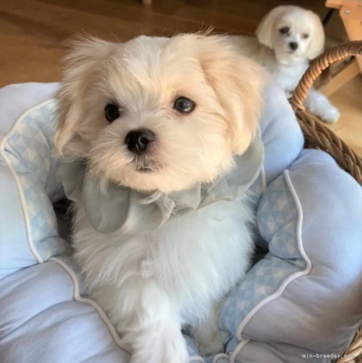 ID:2308-06606の子犬
