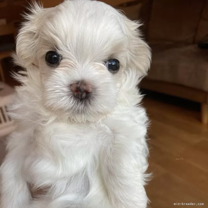 Y.G 様のお迎えした子犬