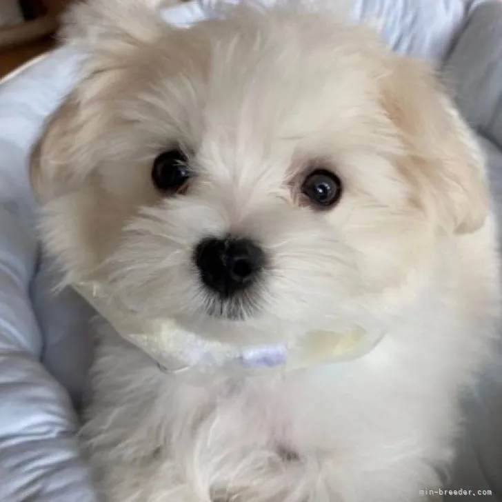 ID:2307-00660の子犬