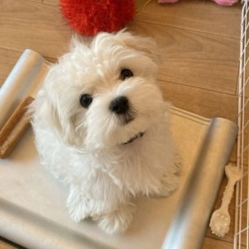 マルチーズ【兵庫県・男の子・2024年7月1日・ホワイト】の写真「子犬育成トレーナーがこだわって育てています。」