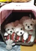 マルチーズ【兵庫県・男の子・2023年5月11日・ホワイト】の写真4「お昼寝はハウスの練習も兼ねて」