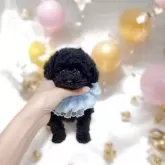 ティーカッププードル