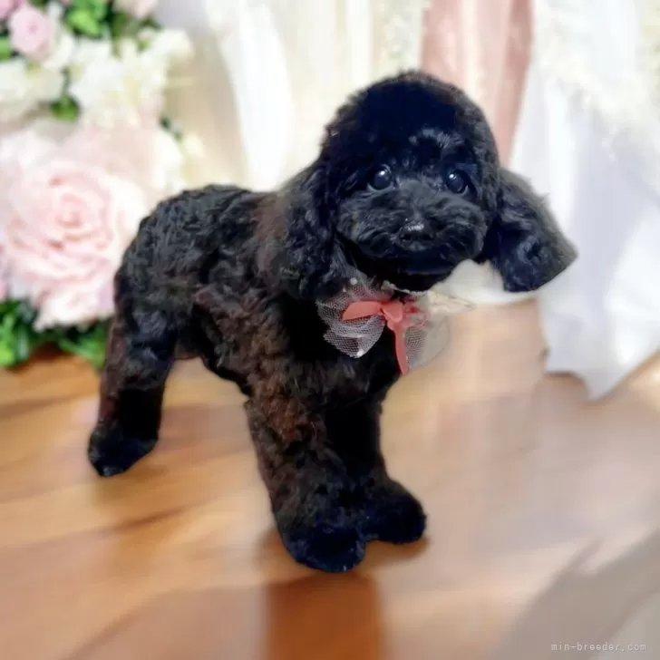 ID：2407-03072の子犬
