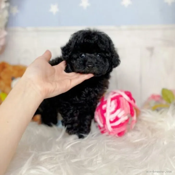 ID:2306-00570の子犬