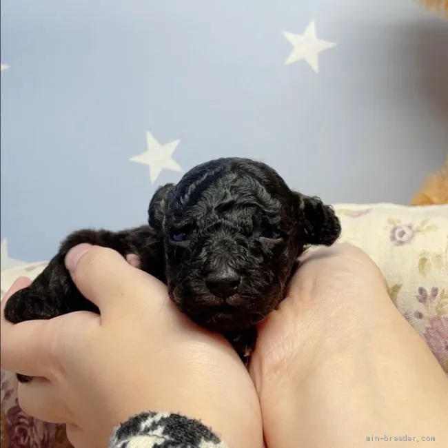 shin 様のお迎えした子犬