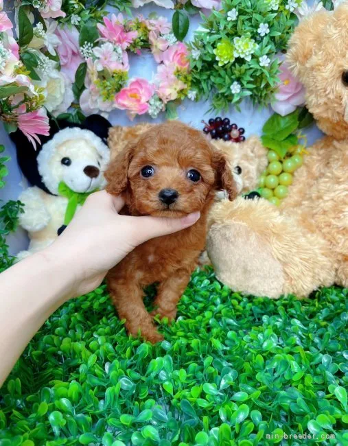 ID：2202-03460の子犬