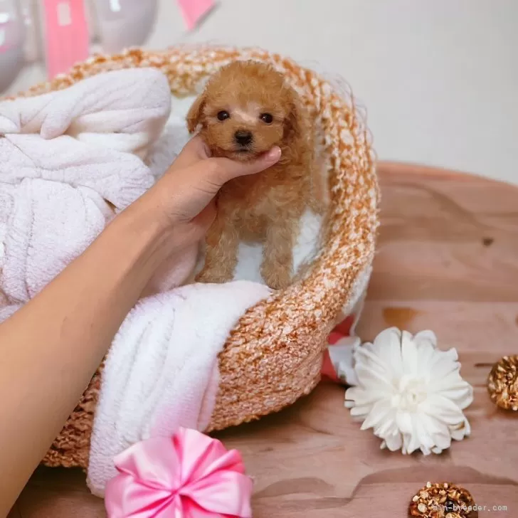 ID:2405-05540の子犬