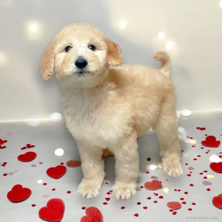 ID:2407-08119の子犬
