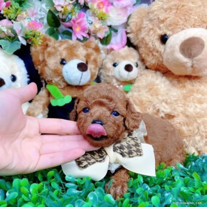 ID:2206-01030の子犬