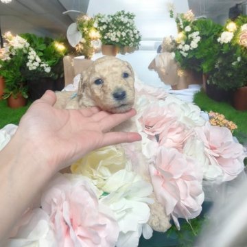 スタンダードプードル【大阪府・男の子・2024年7月7日・クリーム】の写真「スクスク成長中！
トイレトレーニング始まってます」