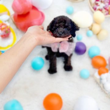 トイプードル(ティーカップ)【大阪府・女の子・2024年6月6日・ブラック】の写真「マイクロティーカッププードル予想！」
