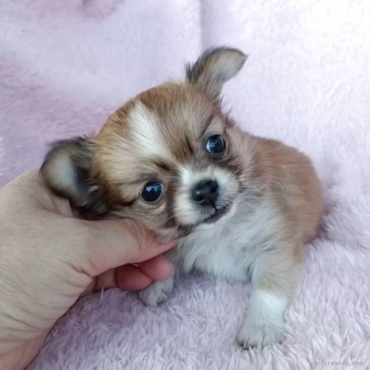 DanD 様のお迎えした子犬