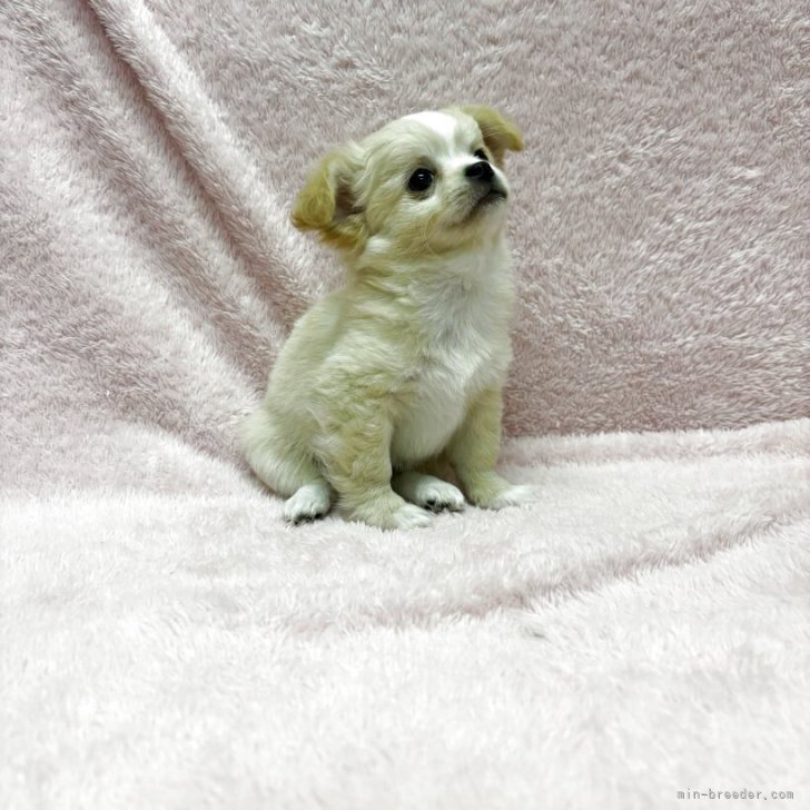 ブリーダー画像