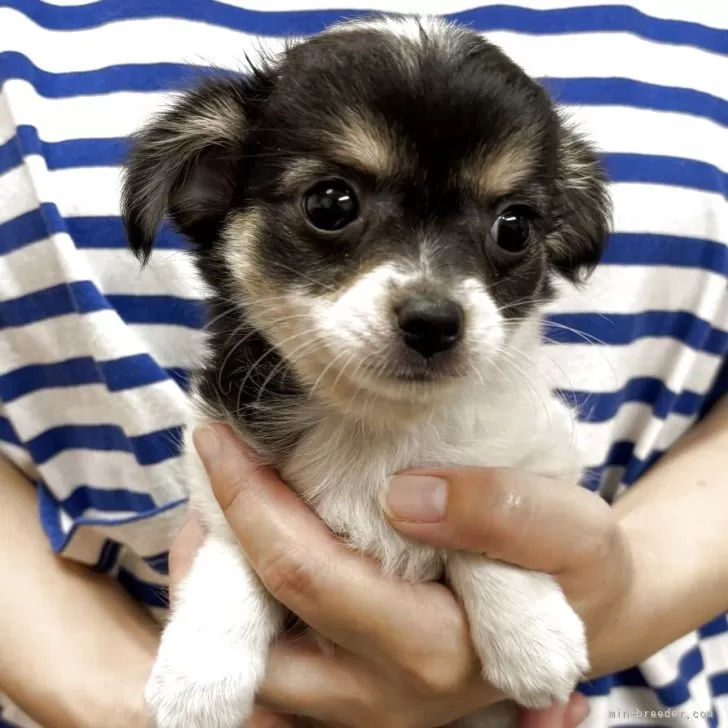 ID：2508-08312の子犬