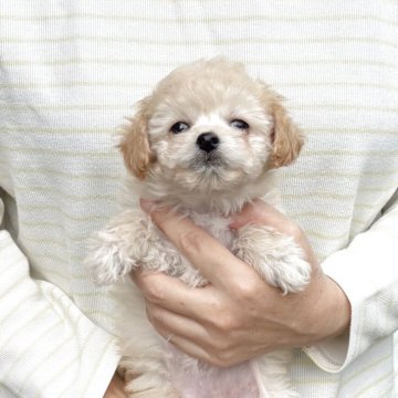 チワプー(トイプードル×チワワ)【熊本県・女の子・2025年8月25日・クリーム】の写真「可愛い女の子」