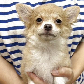 チワワ(ロング)【熊本県・男の子・2025年7月3日・イザベラフォーン】の写真「可愛い男の子」