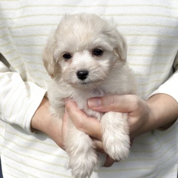 チワプー(トイプードル×チワワ)【熊本県・女の子・2025年8月25日・クリーム】の写真「可愛い女の子」