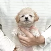 チワプー(トイプードル×チワワ)【熊本県・女の子・2025年8月25日・クリーム】の写真1