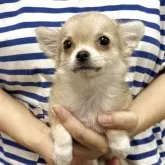 チワワ(ロング)
