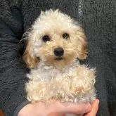 トイプードル(トイ)【熊本県・女の子・2025年3月23日・レッド】の写真1