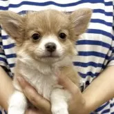 チワワ(ロング)
