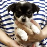 チワワ(ロング)