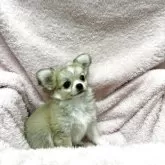 チワワ(ロング)