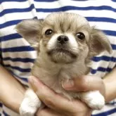 チワワ(ロング)