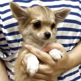 チワワ(ロング)