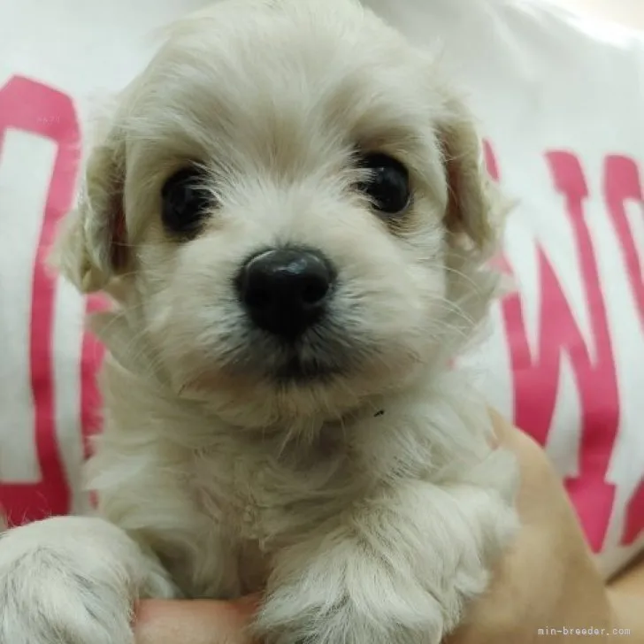 ID:2309-02026の子犬