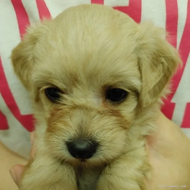 ID:2309-02031の子犬