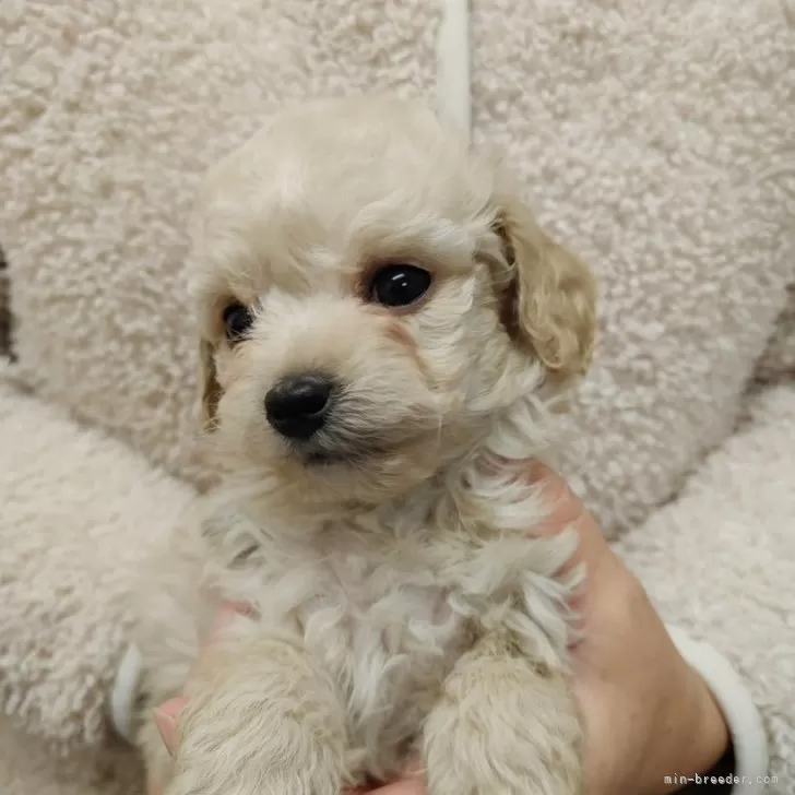 Y.N 様のお迎えした子犬