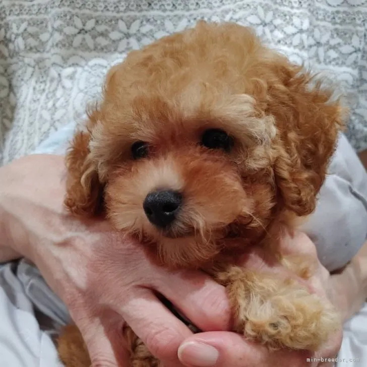 ID:2308-02124の子犬