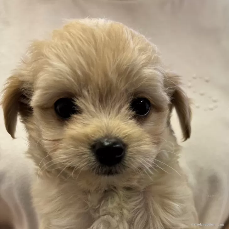 ID:2406-07078の子犬