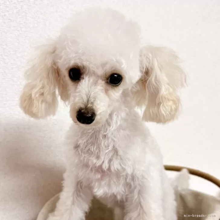 らんらん 様のお迎えした子犬