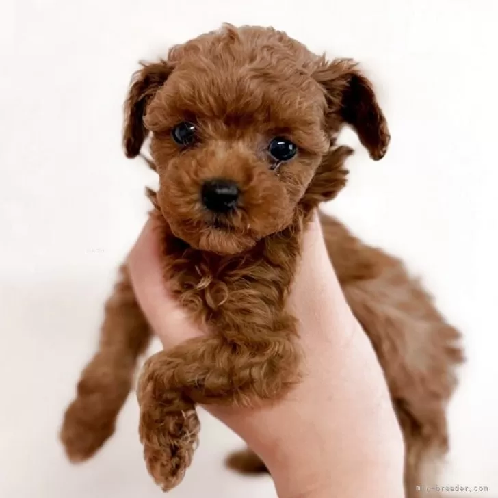 ID:2509-06135の子犬