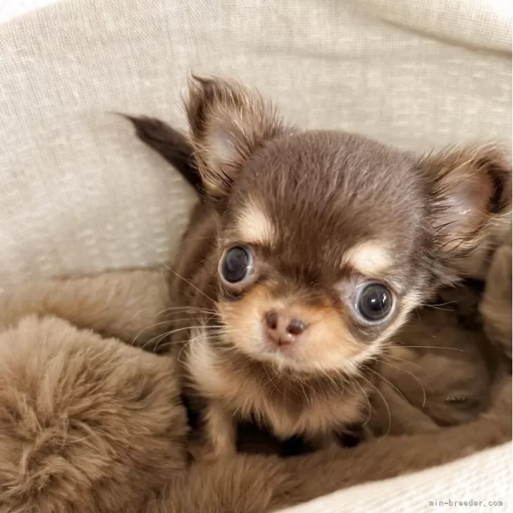 ID：2509-05258の子犬
