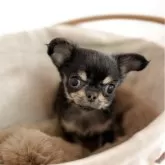 チワワ(ロング)