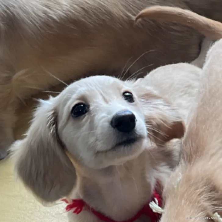 ID：2310-06578の子犬