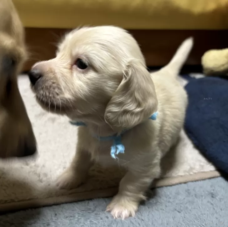 ID:2410-02290の子犬