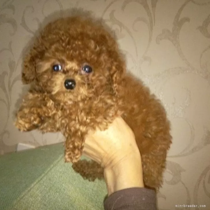 ID：2501-06261の子犬