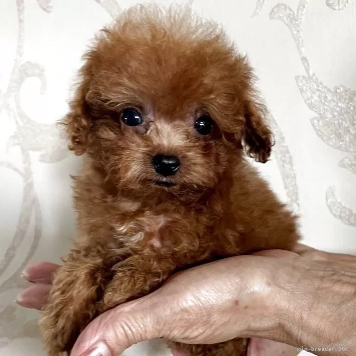 ティーカッププードル【福岡県・男の子・2025年7月19日・アプリコット】の写真1