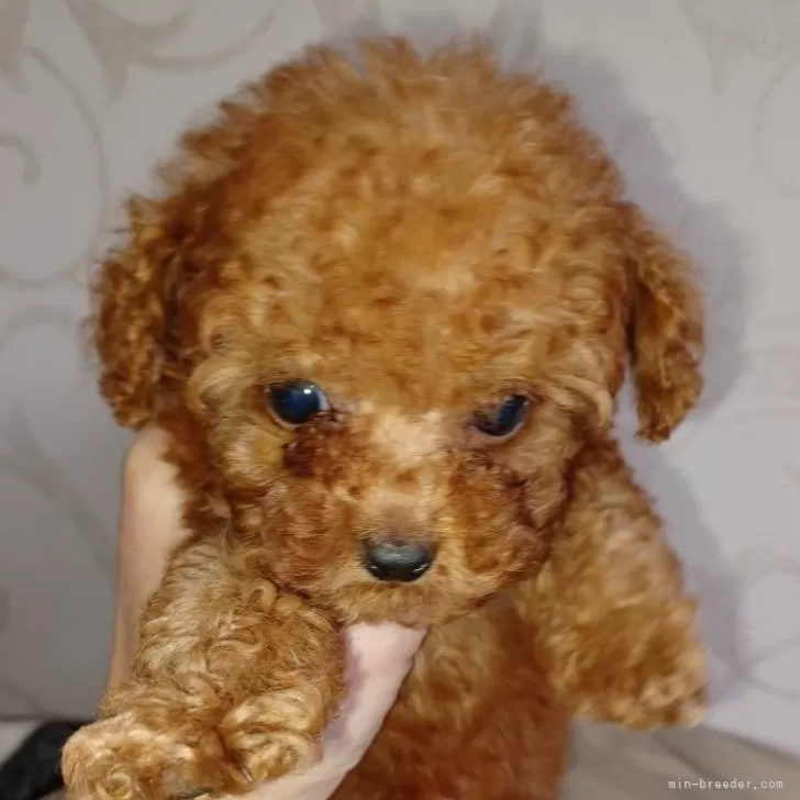 ID:2412-03089の子犬