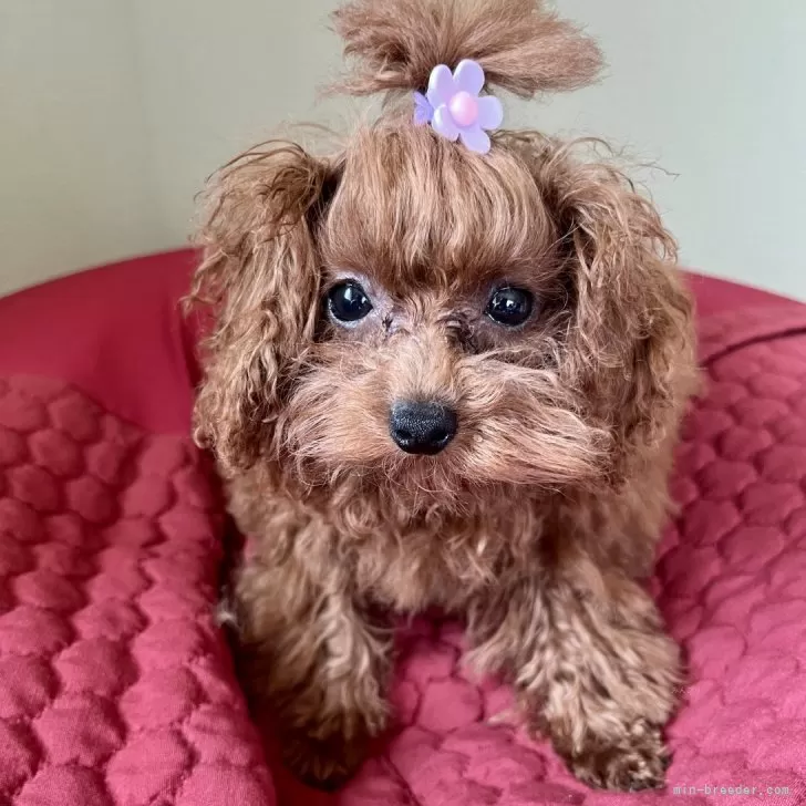 ID：2501-06260の子犬