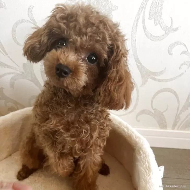ID：2503-05579の子犬