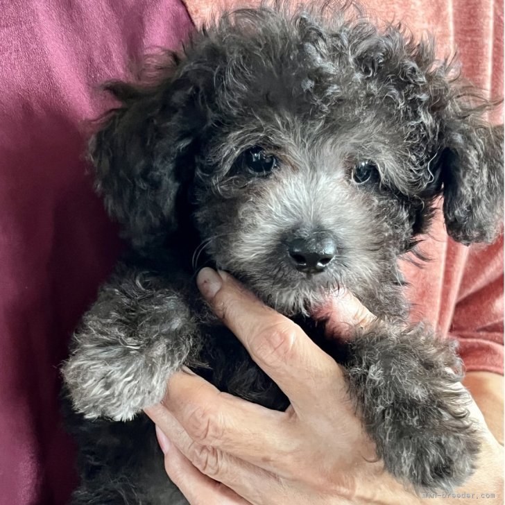 ブリーダー画像