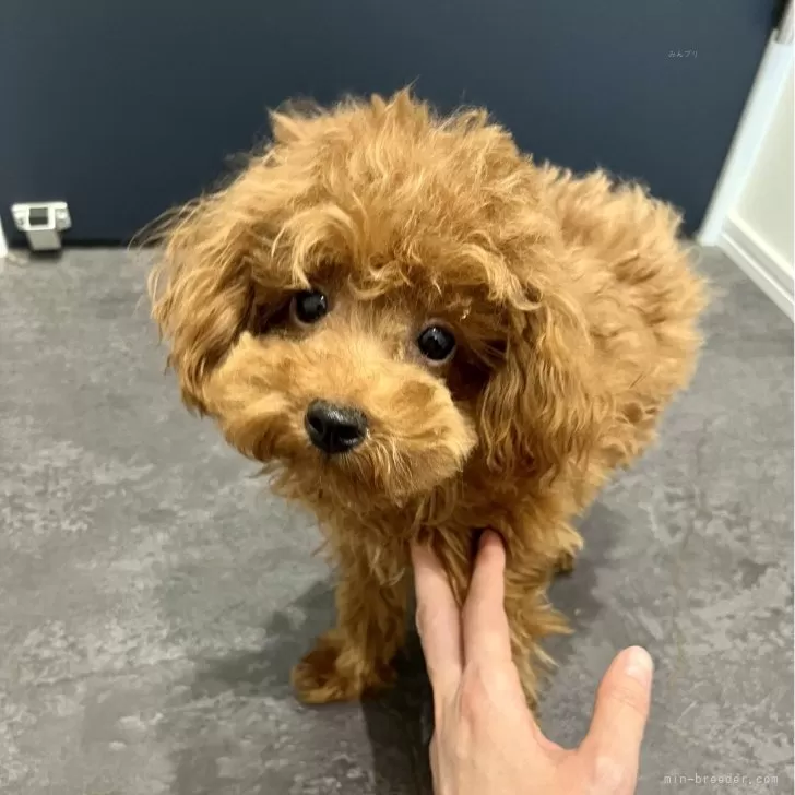 ID：2412-03418の子犬