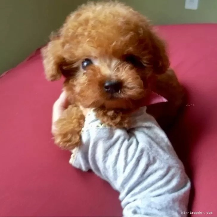 ID：2508-02513の子犬