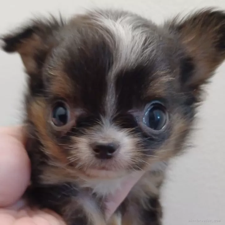 チワワ(ロング)【福岡県・女の子・2025年8月15日・ブラック&amp;ホワイトタン】の写真1「11/20体重600gカリカリとふやかしとミルクしっかりと与えて元気に走り回ってます。」